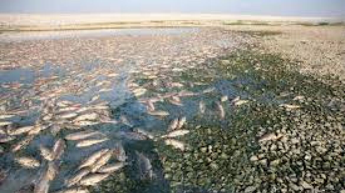 Μαγνησία: Εκατοντάδες νεκρά ψάρια εντοπίστηκαν στη λίμνη Κάρλα