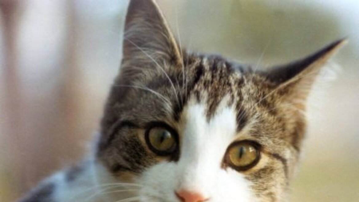 Απίστευτη κτηνωδία: Βίασαν γάτα στο Βόλο!