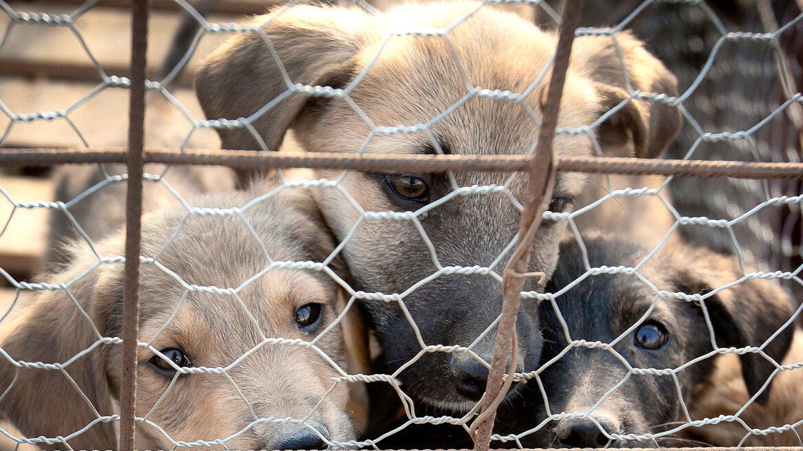 Φιλοζωϊκές εταιρίες: Οι άνθρωποι και το έργο τους για τα αδέσποτα ζώα