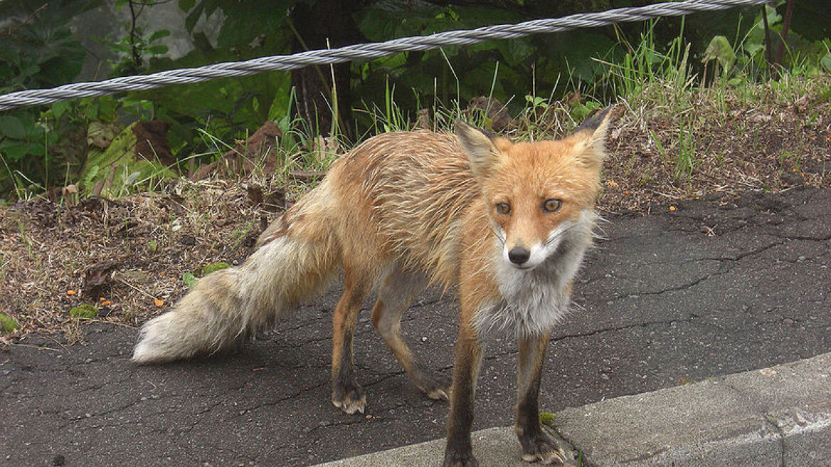 Δύο νέα κρούσματα λύσσας σε κόκκινη αλεπού στη Θεσσαλονίκη