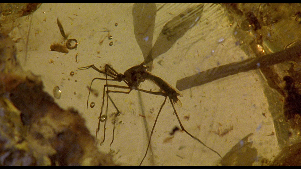Βρήκαν απολίθωμα κουνουπιού 46 εκατ. ετών με ίχνη αίματος!