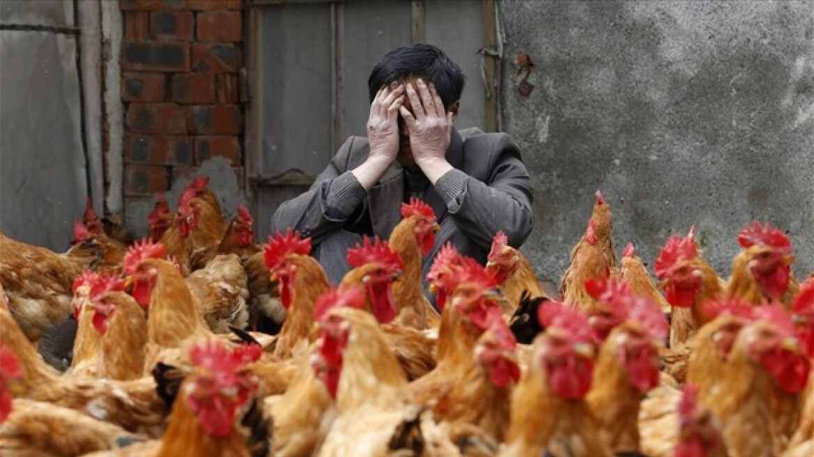 Κίνα: Επανεμφανίστηκε η γρίπη των πτηνών