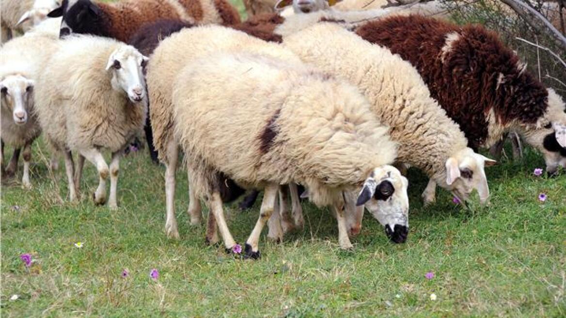 Έβρος: Μέσα σε δύο μήνες θανατώθηκαν 2.792 πρόβατα που προσβλήθηκαν από ευλογιά 