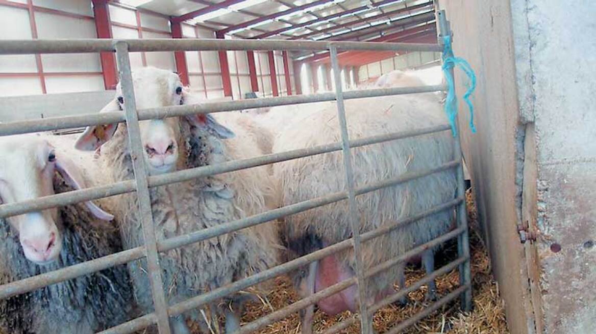 Η ευλογιά «θερίζει» τα πρόβατα στη Βόρεια Ελλάδα