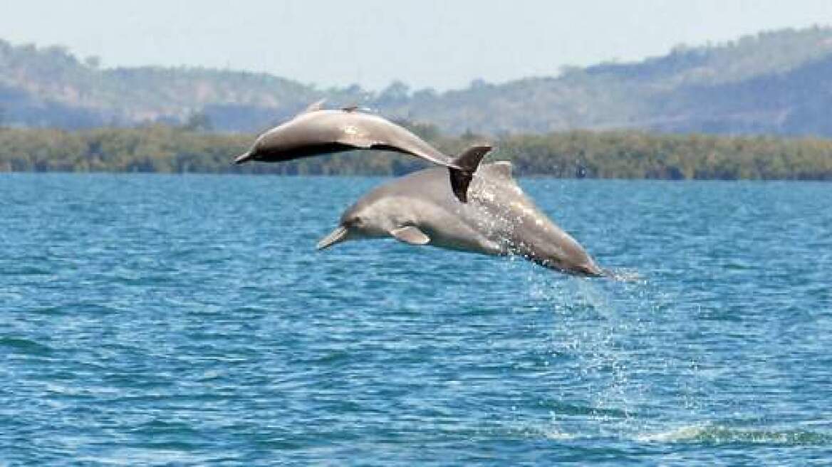 Δείτε το νέο είδος δελφινιού που ανακάλυψαν ερευνητές στην Αυστραλία