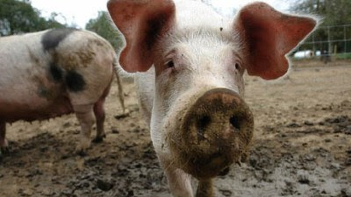 Αγρίνιο: Ηλικιωμένος κτηνοτρόφος δέχθηκε επίθεση από γουρούνι