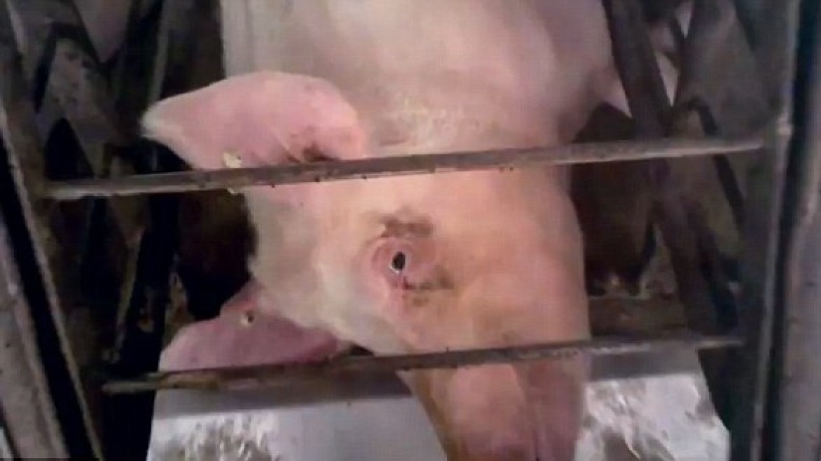 ΗΠΑ: Βασανίζουν τα γουρούνια πριν τα σφάξουν!