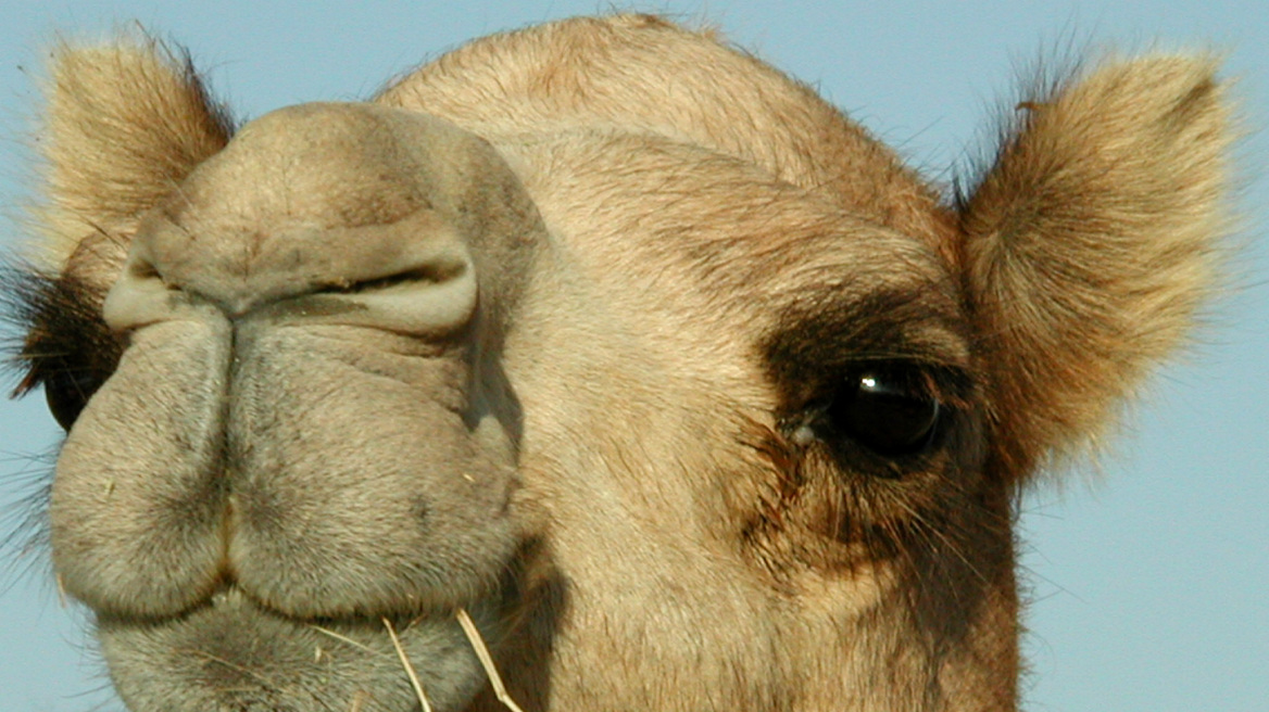 Σαουδική Αραβία: Καμήλα βρέθηκε θετική στον κορονοϊό MERS