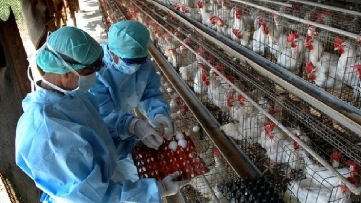 Πρώτη φορά ο ιός της γρίπης των πτηνών μόλυνε άνθρωπο