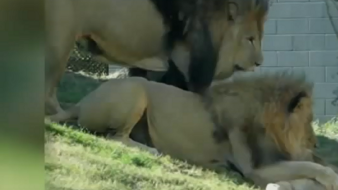 Βίντεο: Λιοντάρι σκοτώνει λέαινα μπροστά στα μάτια εμβρόντητων επισκεπτών ζωολογικού κήπου
