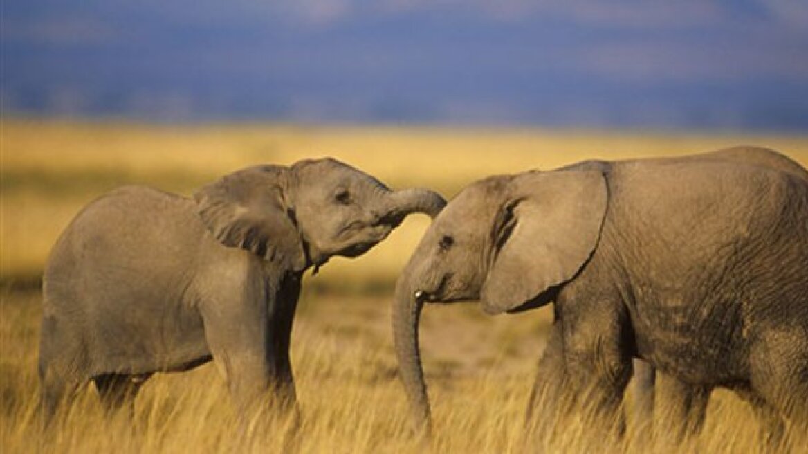 Αφρική: Η λαθροθηρία «εξαφανίζει» τους ελέφαντες