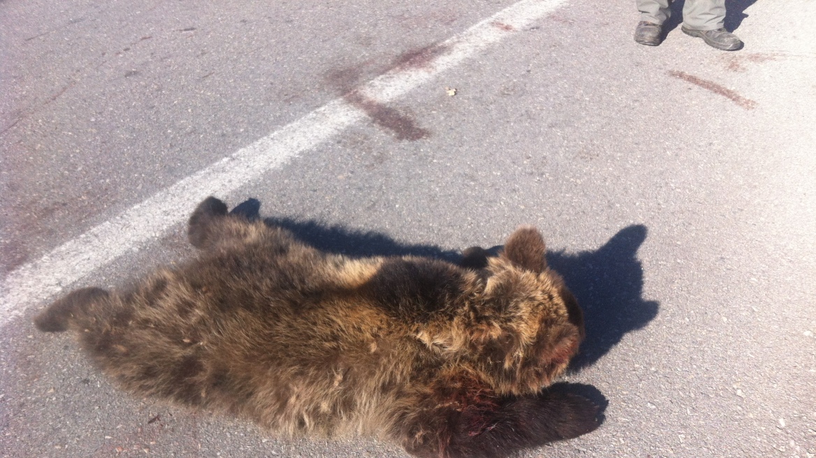 Ακόμα ένα τροχαίο με θύμα νεαρή αρκούδα στην Εγνατία