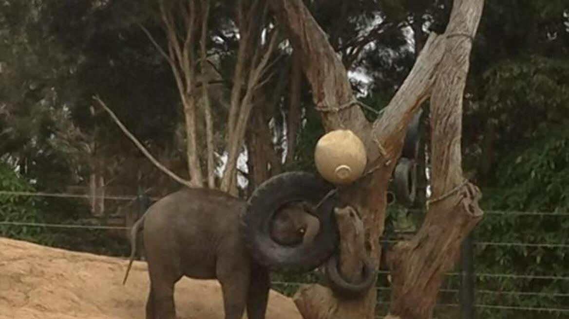 Αυστραλία: Ελεφαντάκι έπαιζε με ρόδα αυτοκινήτου και πνίγηκε 