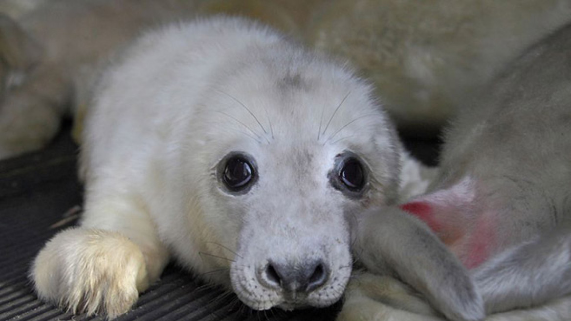 Βρετανία: Πώς σώθηκαν 100 μικρές φώκιες από σίγουρο θάνατο