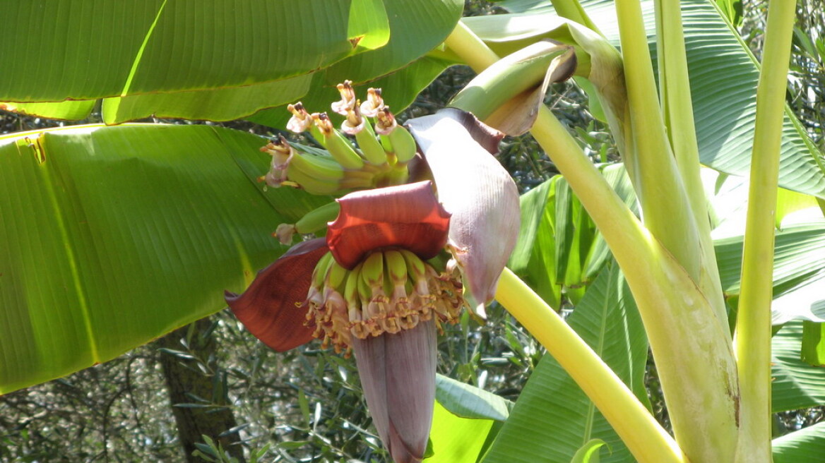 «Σε έκτακτη ανάγκη» η Κόστα Ρίκα για τις μπανάνες 