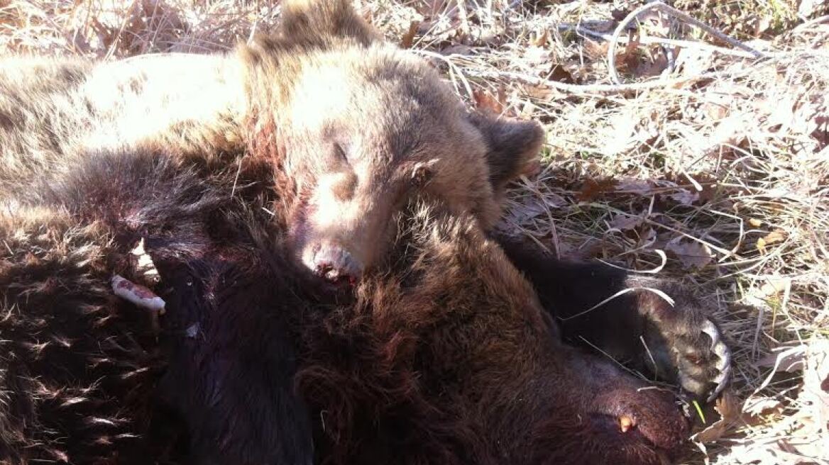 Σκότωσαν αρκούδα και το μωρό της στα ελληνοαλβανικά σύνορα (Φωτογραφίες)     