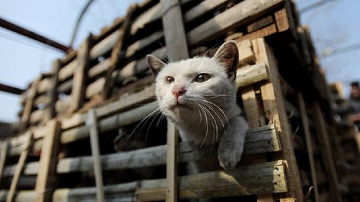 Κίνα: Πάνω από 2.000 γάτες προορίζονταν για... γεύμα σε εστιατόρια!