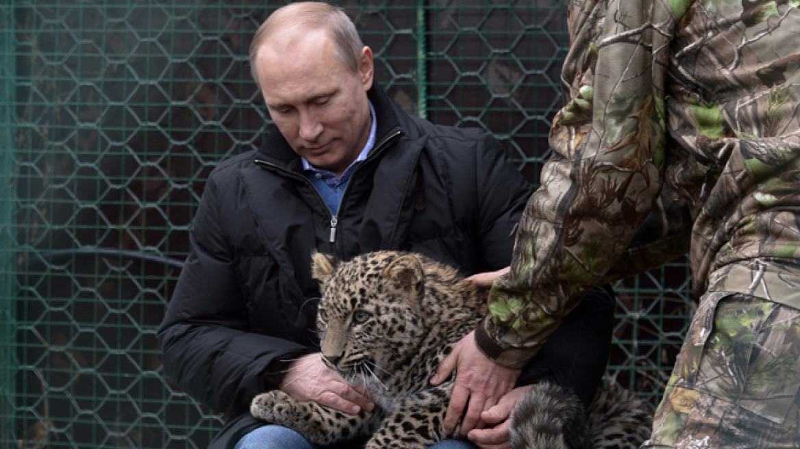 Βίντεο: Ο Βλαντιμίρ Πούτιν στο κλουβί με τις λεοπαρδάλεις