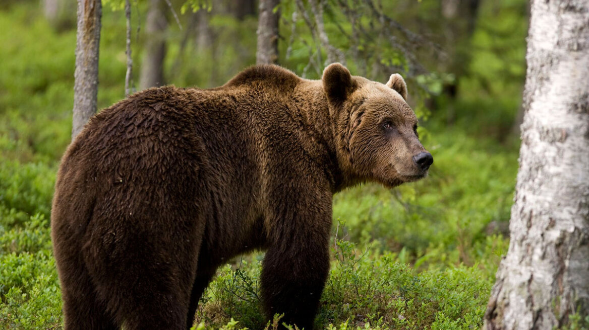 Β. Ελλάδα: Μέτρα για να αντιμετωπίσετε τις αρκούδες