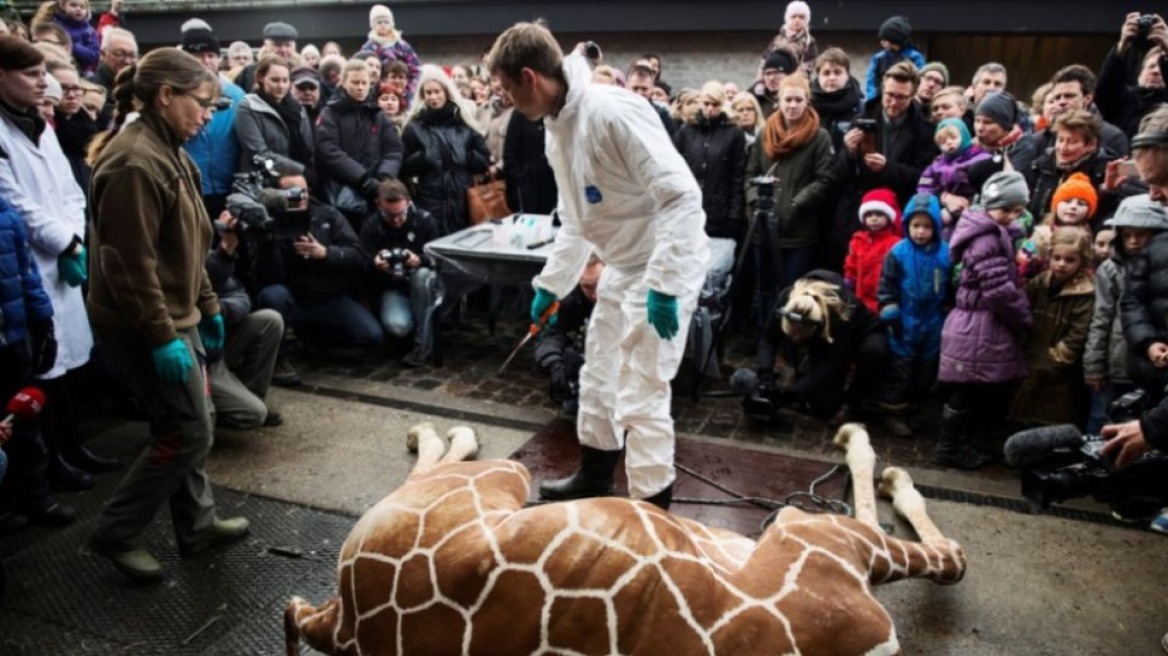 Δανία: Τι απαντά ο ζωολογικός κήπος για τη θανάτωση της καμηλοπάρδαλης