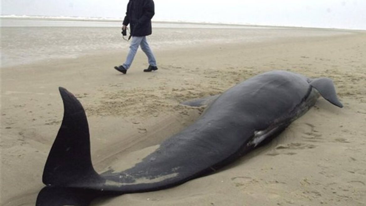 Νέα Ζηλανδία: Νεκρές εννέα φάλαινες όρκα στις ακτές της χώρας