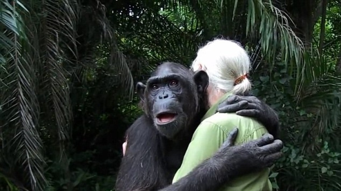 Βίντεο: Χιμπατζής αποχαιρετά διευθύντρια κέντρου ζώων με μία σφιχτή αγκαλιά! 