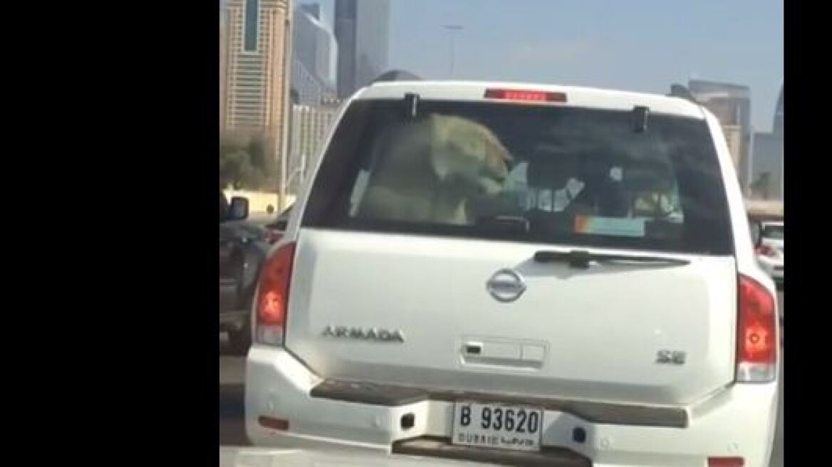 Βίντεο: Λιοντάρι στο πίσω κάθισμα αυτοκινήτου!