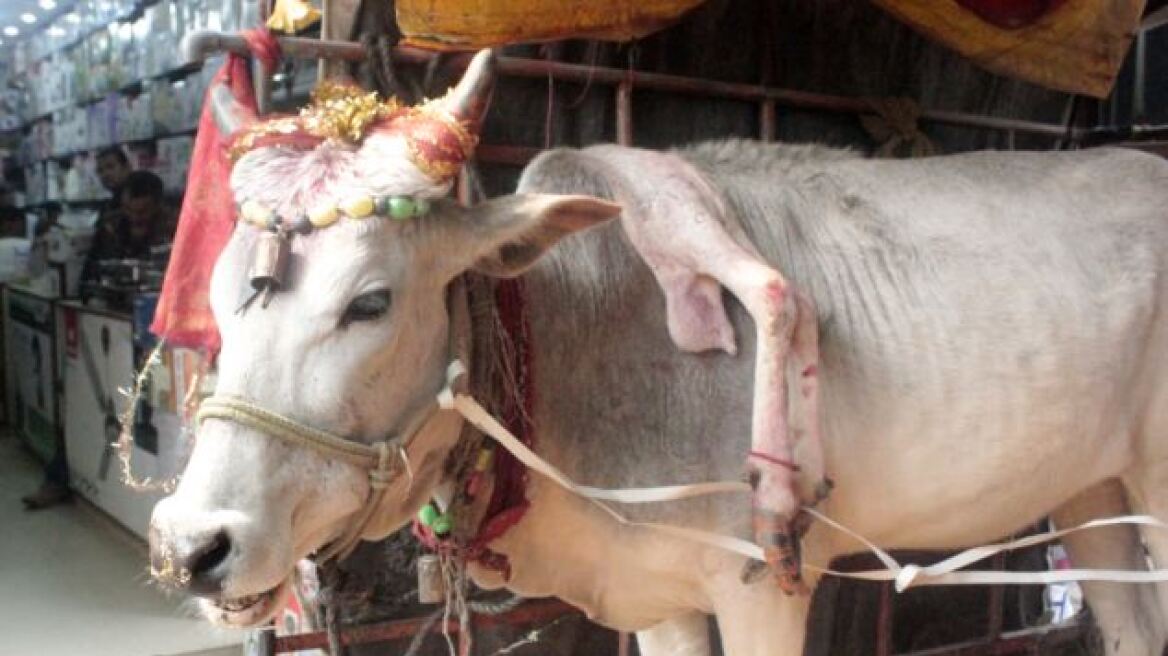 Ινδία: Σπάνια αγελάδα με πέντε πόδια φέρνει τύχη σε όποιον την αγγίξει!