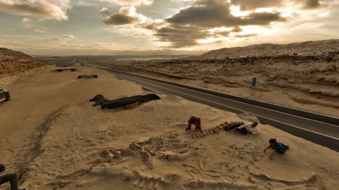 Χιλή: Ανακαλυψαν νεκροταφείο φαλαινών που χρονολογείται πριν από 5 εκατ. χρόνια