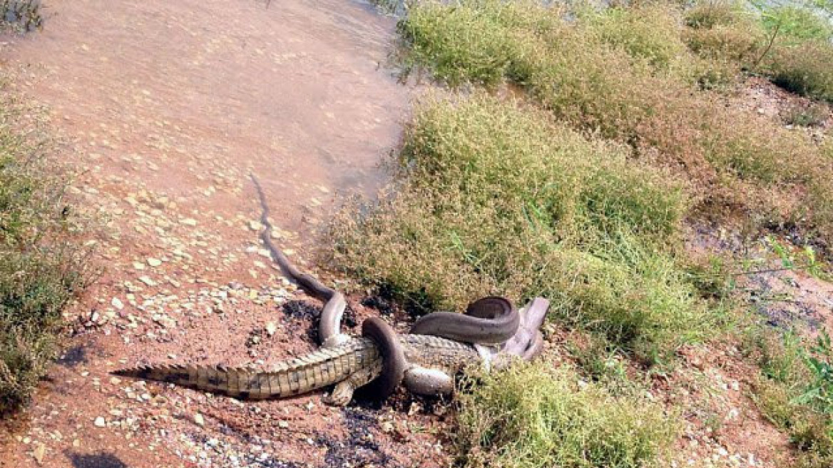 Φωτογραφίες: Φίδι καταβροχθίζει κροκόδειλο!