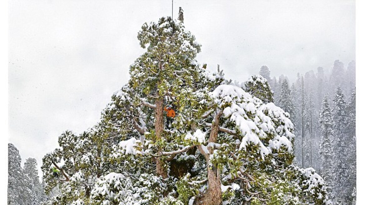 ΗΠΑ: Στη Νεβάδα το μεγαλύτερο δέντρο του κόσμου