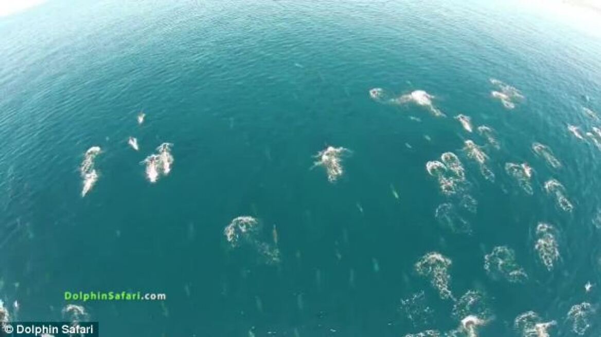 Δείτε χιλιάδες δελφίνια να διασχίζουν τον ωκεανό