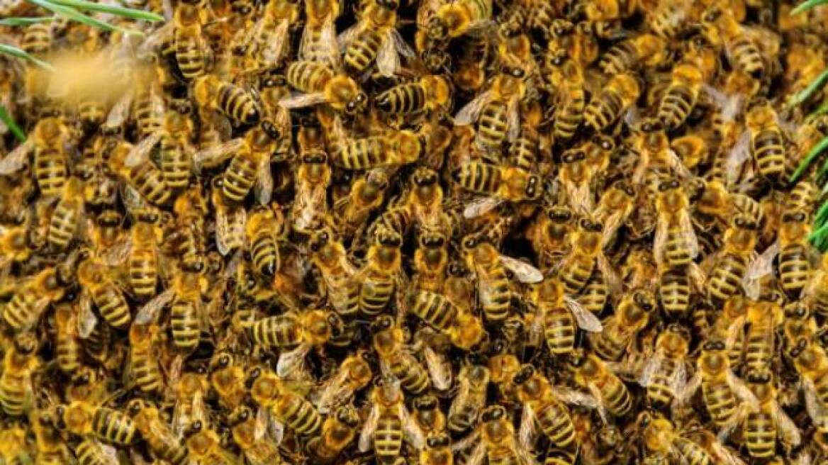Της επιτέθηκαν 80.000 αφρικανικές μέλισσες!