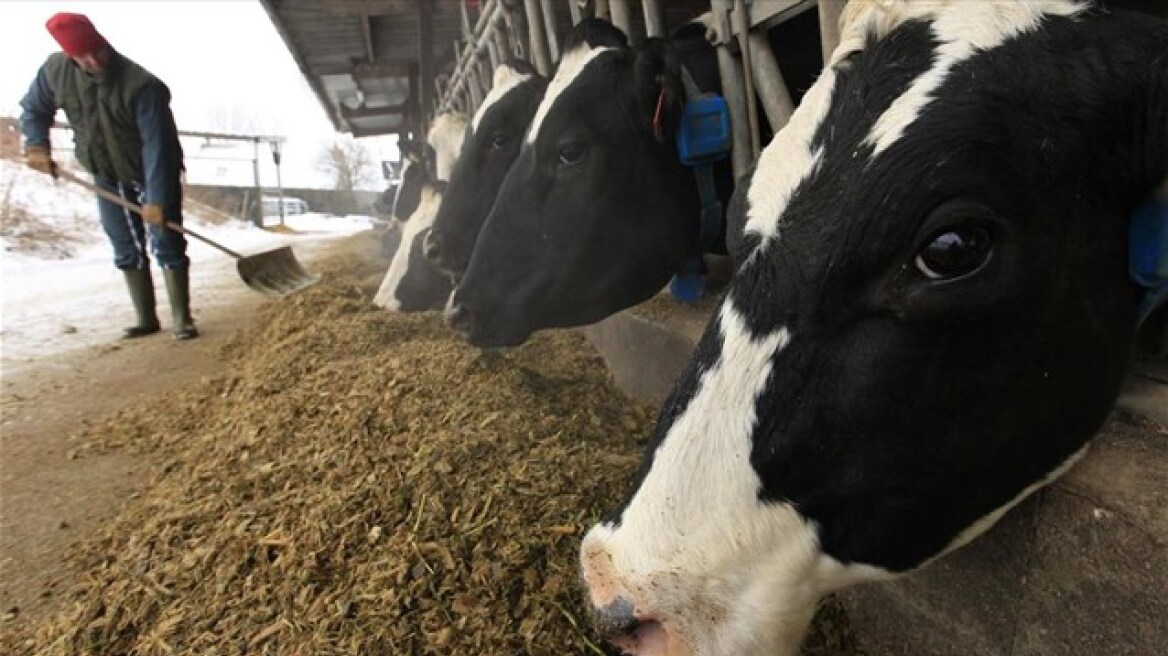 Φθιώτιδα: Επιβεβαιώθηκαν δύο κρούσματα της νόσου των «τρελών αγελάδων»
