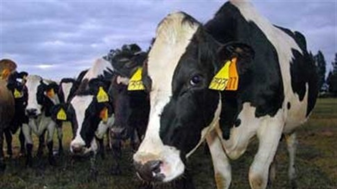 Φθιώτιδα: Από την Ολλανδία ήρθαν οι «τρελές αγελάδες» 
