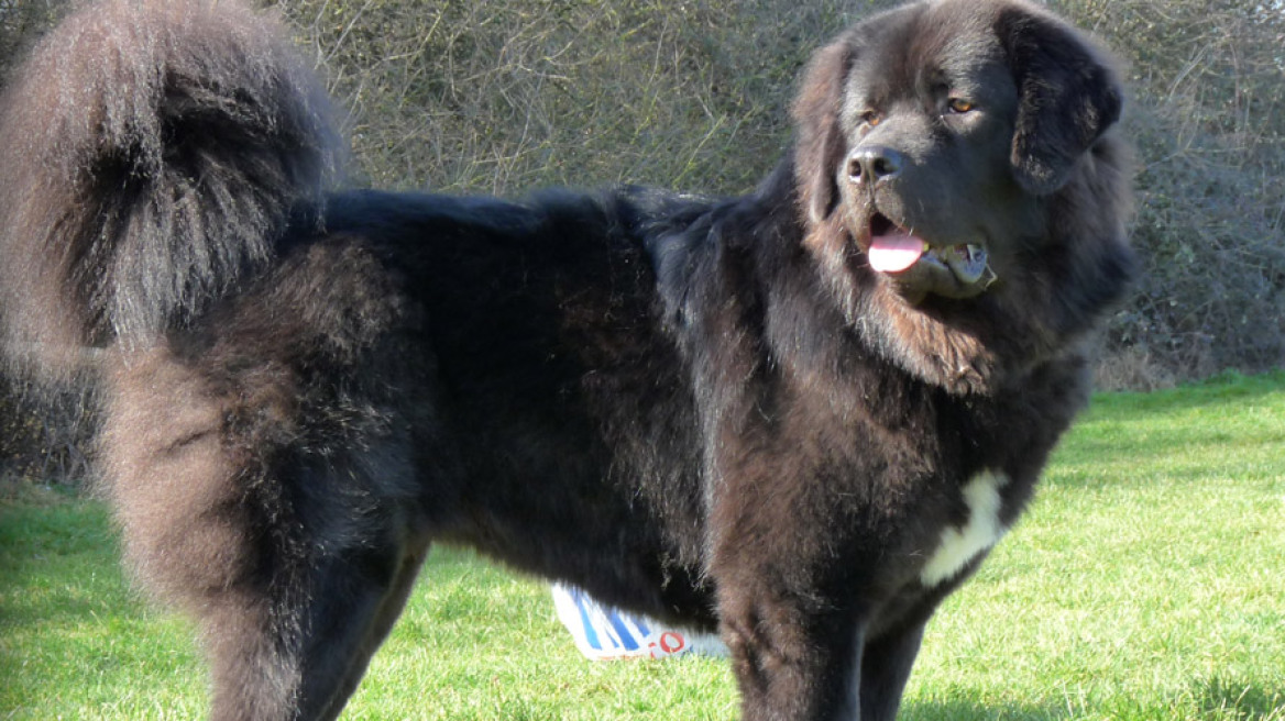 Θιβετιανό Μαστίφ: Ο σκύλος που πουλήθηκε στην τιμή-ρεκόρ του 1,44 εκατ. ευρώ