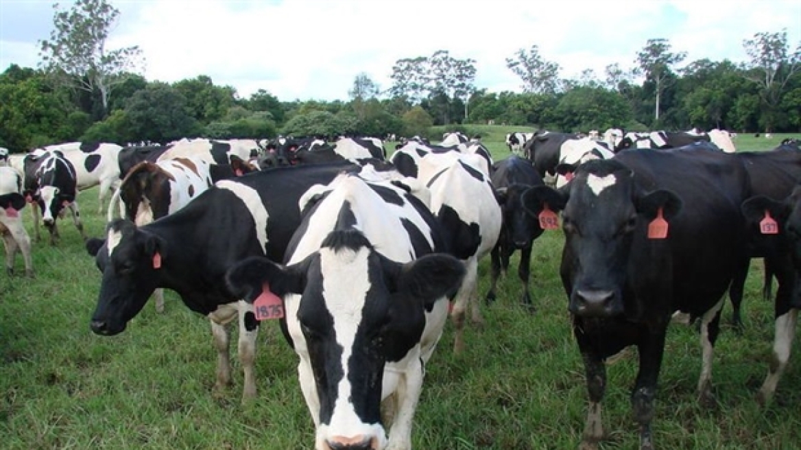 Η ρύθμιση για το φρέσκο γάλα θα «αφανίσει» την Ήπειρο, λένε οι αγελαδοτρόφοι 