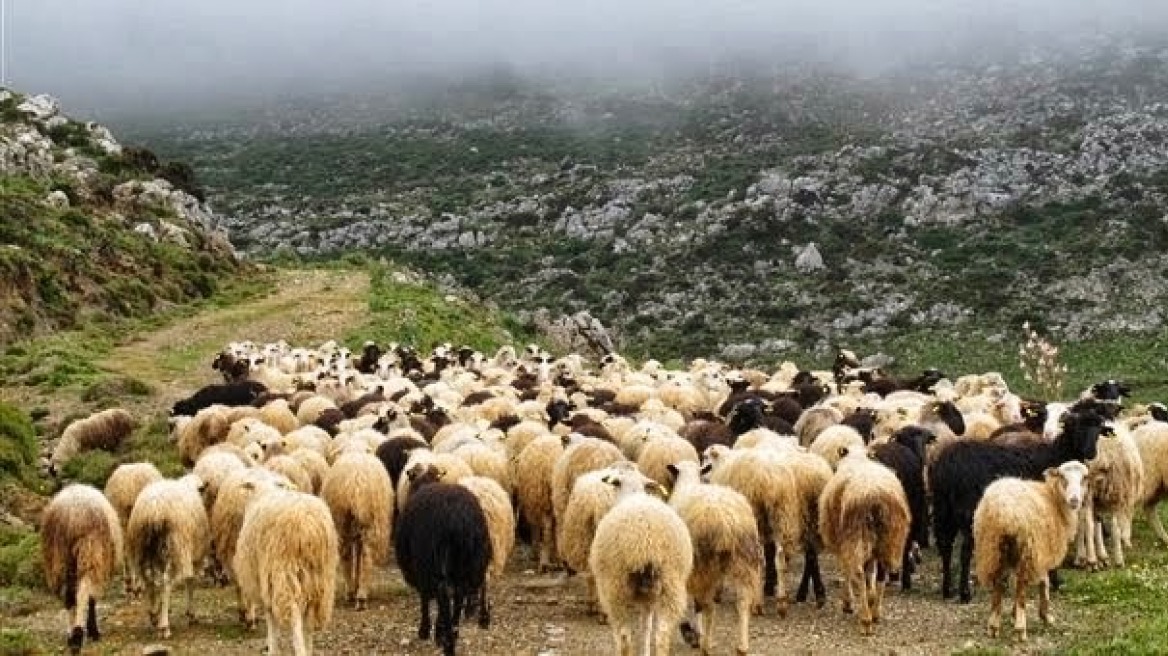 Πιερία: Προβληματισμός για το πρώτο κρούσμα ευλογιάς στα πρόβατα