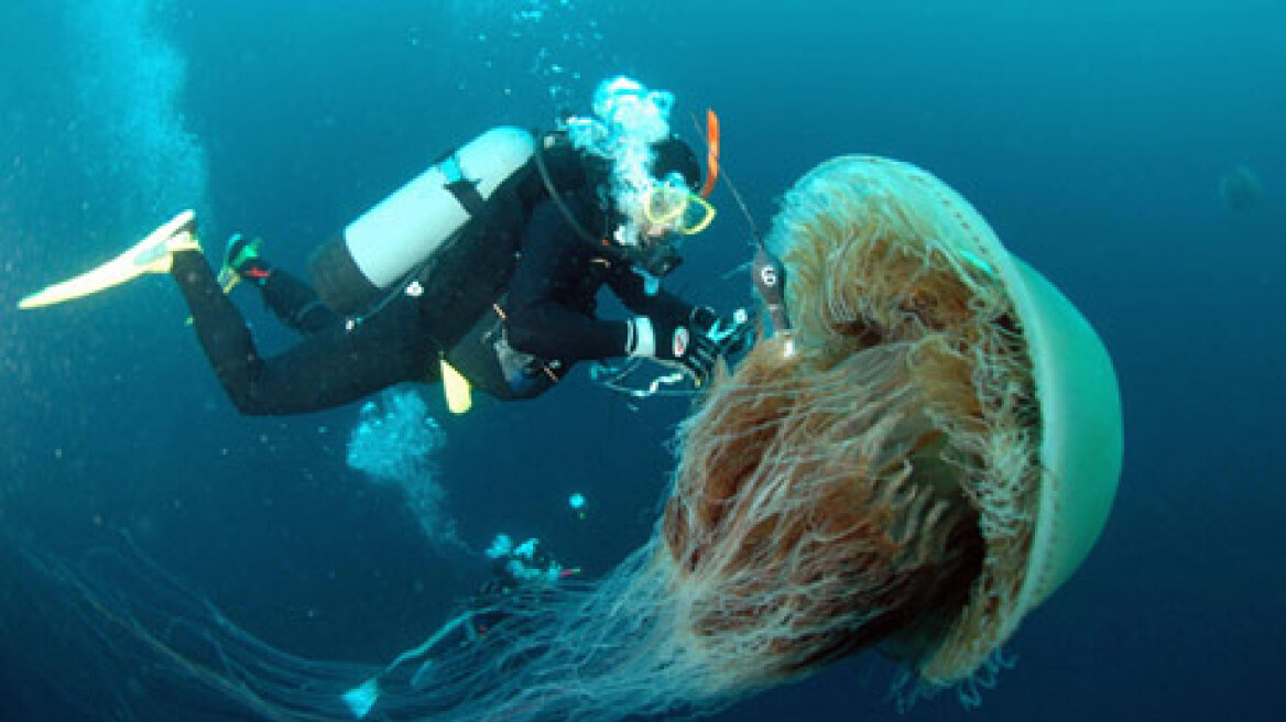  Σπάνια γιγαντιαία μέδουσα εντοπίστηκε στις ακτές της Μεσογείου 