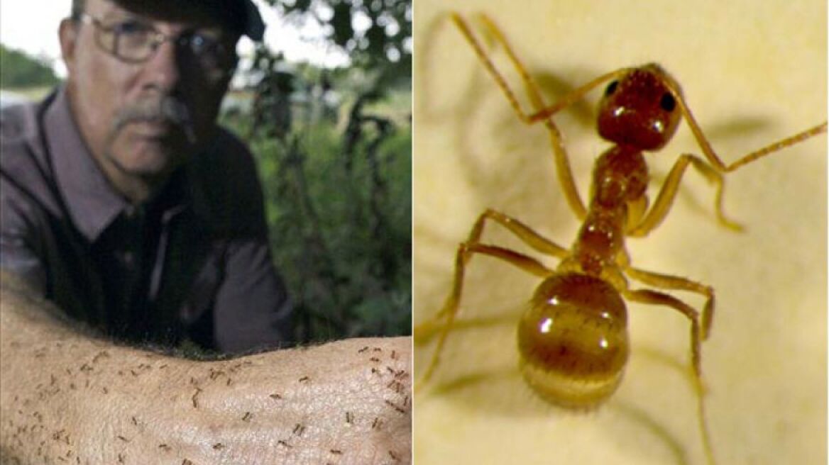 Δισεκατομμύρια «τρελά μυρμήγκια» ετοιμάζονται να επιτεθούν στο Χιούστον!