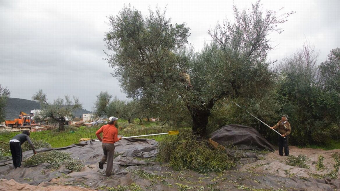 «Μποναμάς» 55 εκατ. ευρώ στους αγρότες πριν το Πάσχα