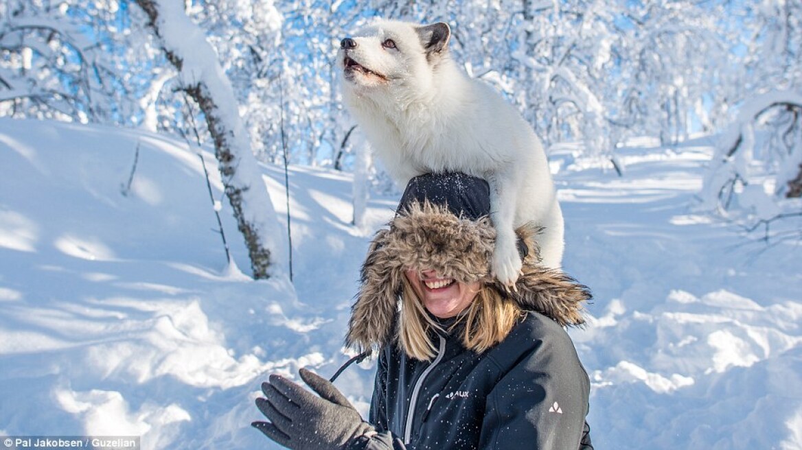 Καταπληκτικές σκηνές! Δείτε την «κοινωνική» αλεπού σε πάρκο της Νορβηγίας