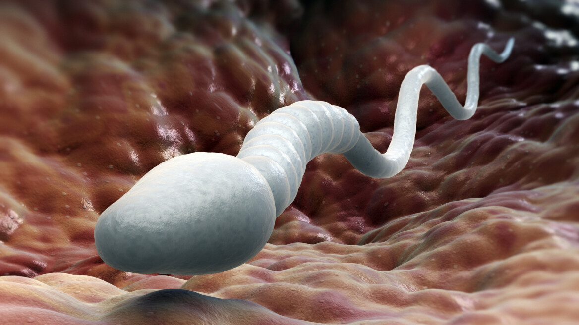 Ανακάλυψαν την πρωτεΐνη-κλειδί που ενώνει το σπερματοζωάριο με το ωάριο