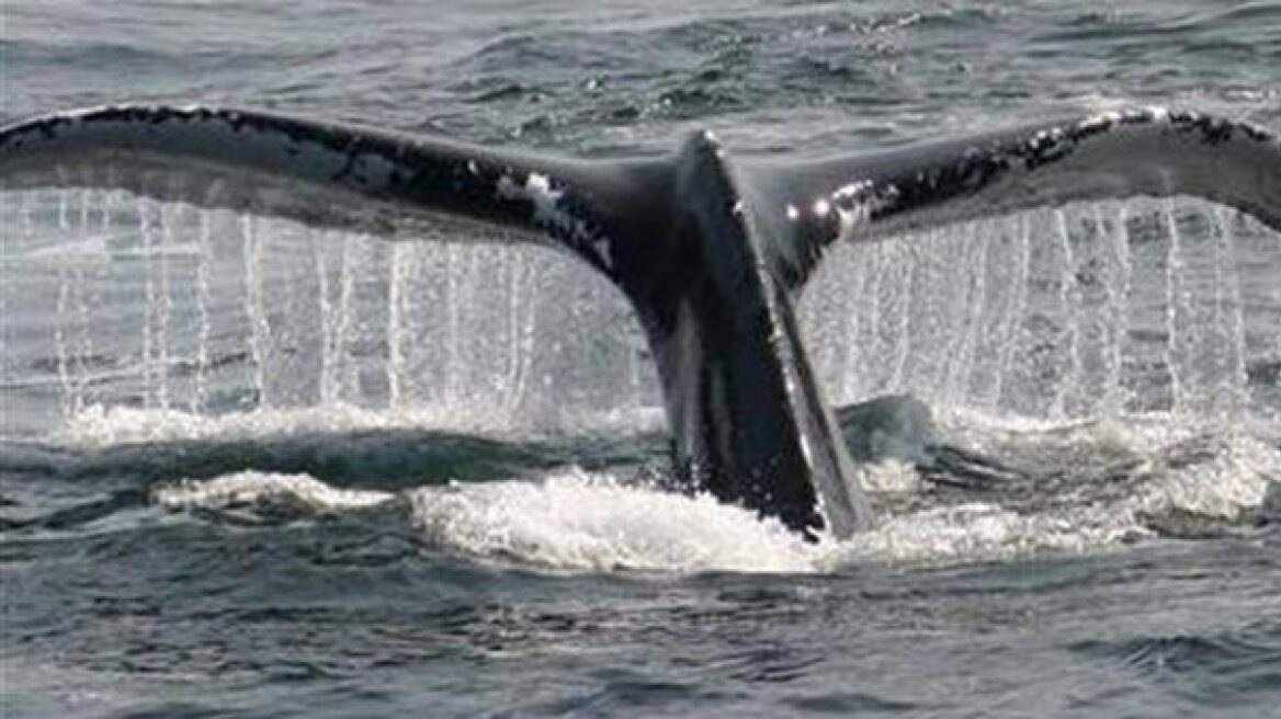 Ιαπωνία: Κυνηγάμε φάλαινες για... επιστημονικούς λόγους