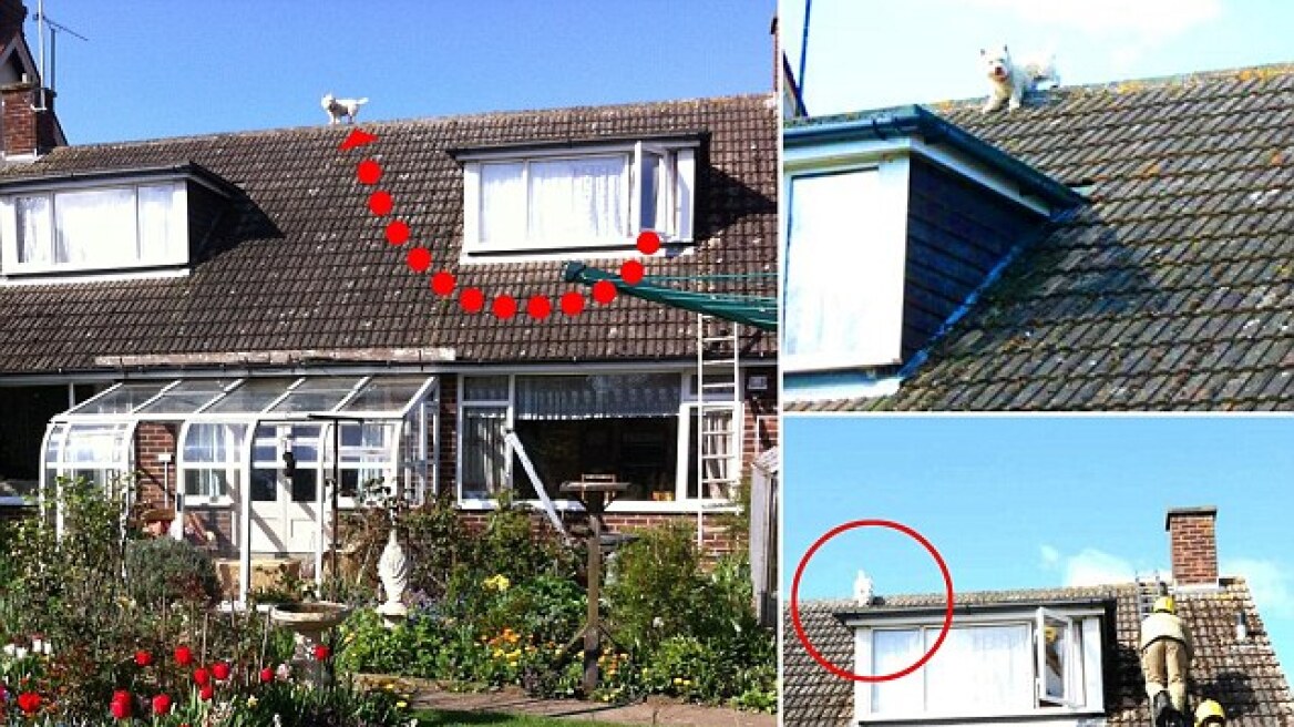 Φωτογραφίες: Σκυλάκι εγκλωβίστηκε στη στέγη ενός σπιτιού προσπαθώντας να παίξει με γλάρους