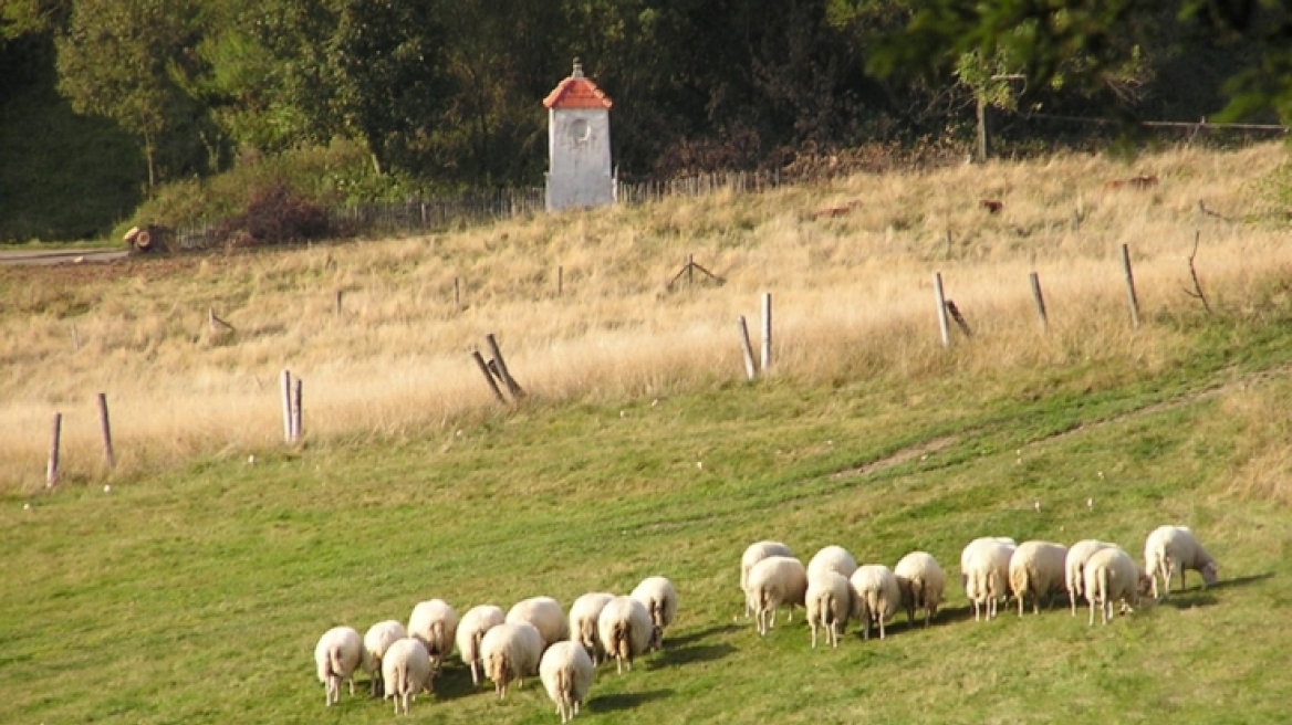 Βόνιτσα: Αφαίρεσε 25 πρόβατα και επτά αρνιά από αγροτική περιοχή