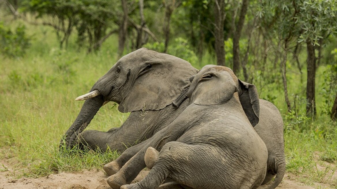 Νότιος Αφρική: «Μεθυσμένοι» ελέφαντες σε εθνικό πάρκο!