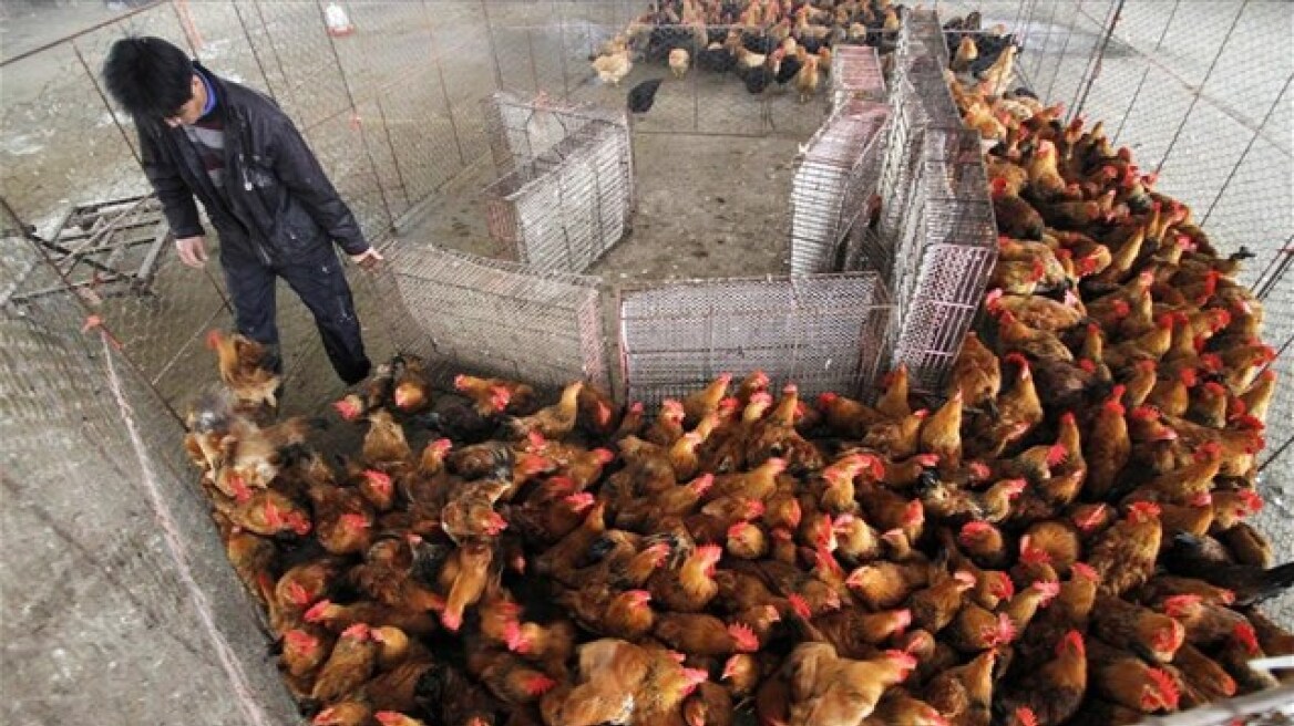 Ρουμανία: Επιχείρησε να εξαγοράσει ψήφους με... τόνους πουλερικών