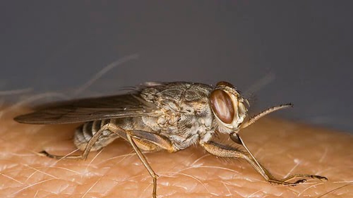 Βρήκαν τα μυστικά της μύγας τσε-τσε... άρα και της «ασθένειας του ύπνου»