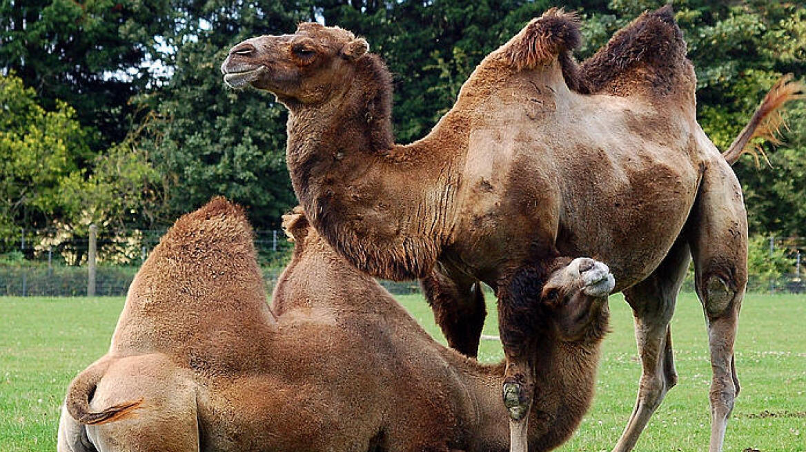 Σαουδική Αραβία: Μικροτσίπ στις... καμήλες για τον κορονοϊό MERS